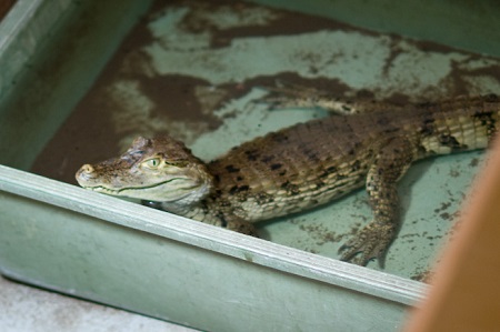 庭のバスタブでワニを飼っていた男が逮捕される。（写真はイメージです）