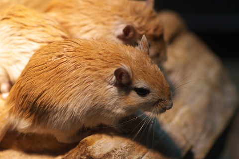 台北市内の映画館で男性がネズミに足を咬まれた。（写真はイメージ）