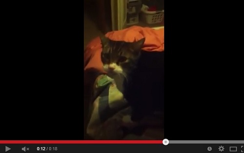 「アロー」と鳴く猫のジョージ。　画像はYouTubeのスクリーンショット