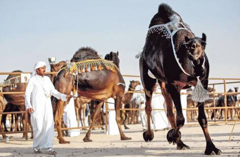 UAEで“美ラクダ・コンテスト”。画像はgulfnews.comのスクリーンショット