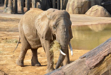 タイの国立公園で女性観光客が象に踏みつけられ死亡。　（画像はイメージです）