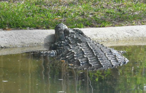 オーストラリアの国立公園で12歳少年がワニに食われる。　（画像はイメージです）