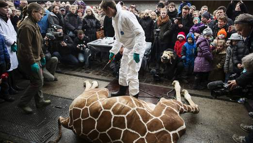 【EU発！Breaking News】殺処分となったキリンを見学者の目の前でライオンのエサにした動物園。（デンマーク）