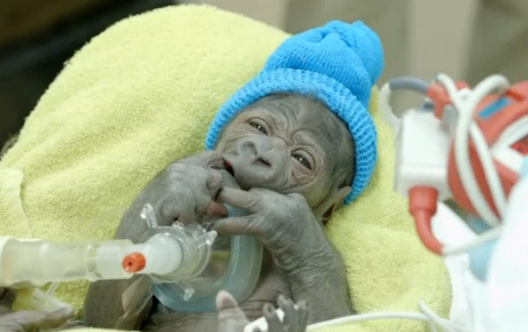 動物園のゴリラ帝王切開で誕生。画像はnbcsandiego.comのスクリーンショット