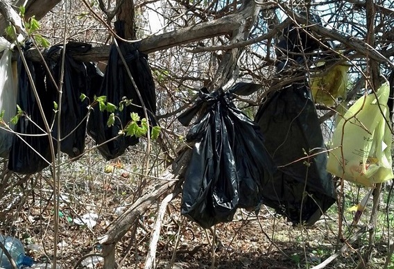 【米国発！Breaking News】猫30匹の死骸、袋詰めで木に吊るされ野生動物が食い散らかす。（NY州）