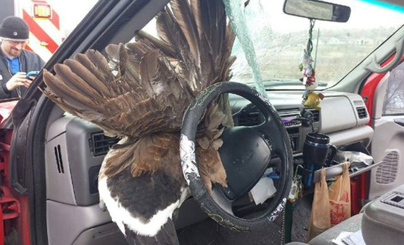 コロラド州高速道路で渡り鳥の「雁」が車に飛び込む。　画像はColorado State Patrolが公開