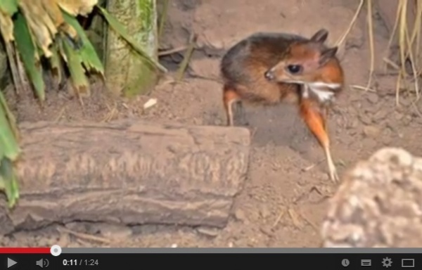 スペインの自然動植物公園で極小サイズの鹿が誕生。画像はYouTubeのスクリーンショット