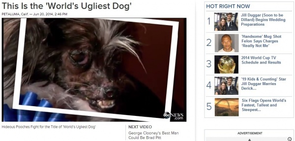 今年の“最も醜い犬”、ピーナッツ君　（画像はabcnews.go.comのスクリーンショット）