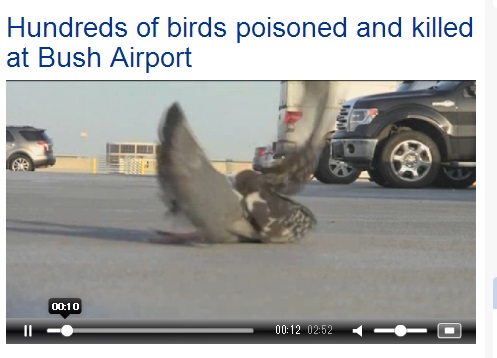 ヒューストン郊外の空港に大量の鳥の死骸（画像はKHOU.comのスクリーンショット）