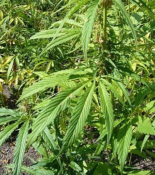 大麻、コカインの密輸にイタリア人の男らがとった手段は…。（画像はイメージです）