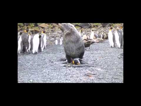 南極に近い島でペンギンに交尾を迫るオットセイ（画像はYouTubeのサムネイル）