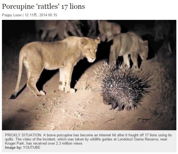 ヤマアラシ、ライオンの群れに怯まず（画像はtimeslive.co.zaのスクリーンショット）