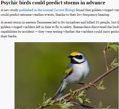 【海外発！Breaking News】竜巻を24時間以上前に予知する能力、ある種の小鳥に。（米）