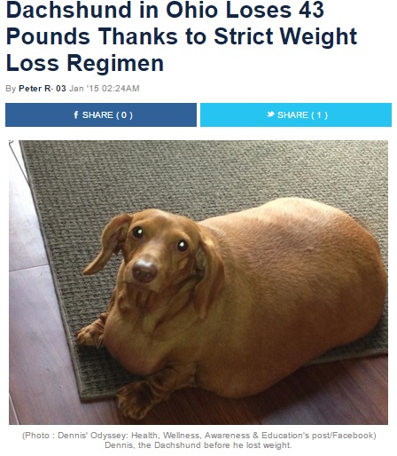 体重25kgの超肥満ダックスフンド犬（画像はnewseveryday.comのスクリーンショット）