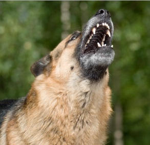 【海外発！Breaking News】忠犬でも飢えには勝てず。突然死した飼い主の頭を食い尽くす。（スロバキア）