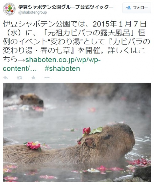 伊豆シャボテン公園のカピバラ（画像は伊豆シャボテン公園グループ公式ツイッターのスクリーンショット）