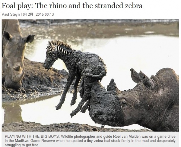 シマウマの赤ちゃんを持ち上げたサイ（画像はtimeslive.co.zaのスクリーンショット）