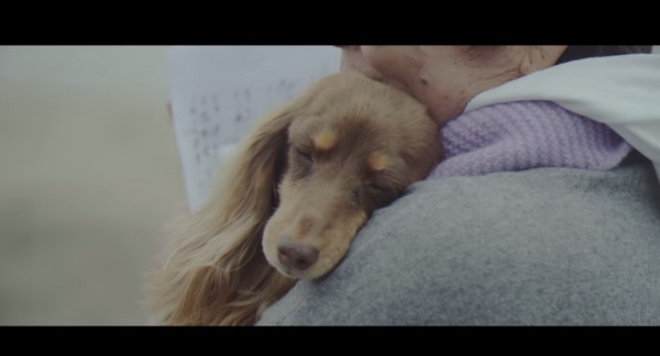 飼い主の胸に抱かれる高齢犬チョコちゃん