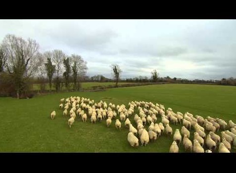 牧場にドローン導入で牧羊犬が“追われる”（画像はYouTubeのサムネイル）