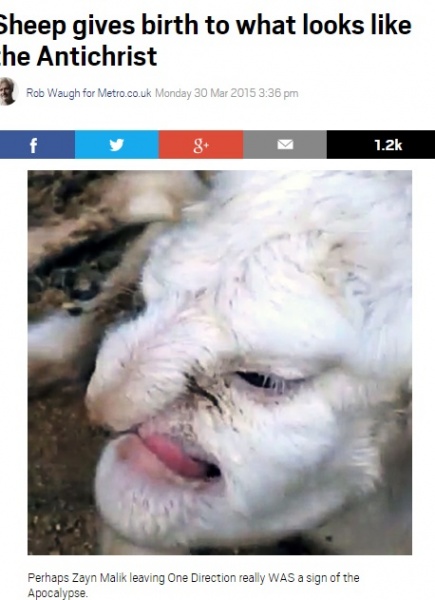 ロシアの農場で「人面羊」が誕生（画像はmetro.co.ukのスクリーンショット）