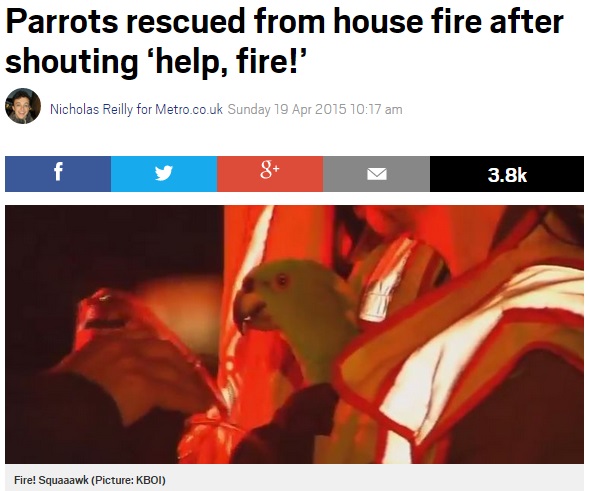 オウム、火事に「助けて！」と叫んで救出される（画像はmetro.co.ukのスクリーンショット）