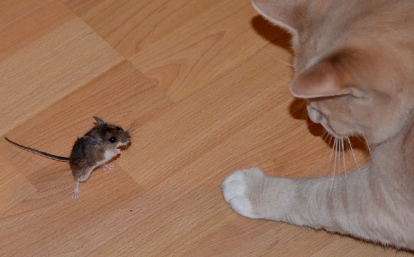 【海外発！Breaking News】猫サイズのネズミが激増中「今年末までに1億5千万匹にも」と専門家（英）