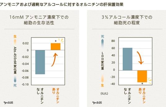 アンモニアおよび過剰なアルコールに対するオルニチンの肝保護効果