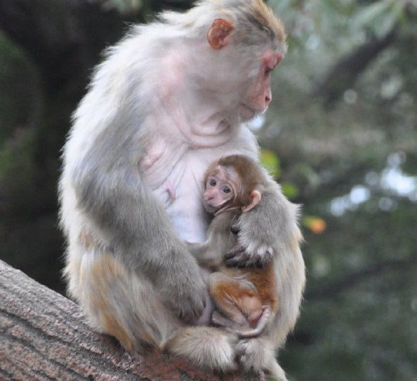 【海外発！Breaking News】誕生したサルに“シャーロット”と名付けた日本の動物園、英紙でも話題に。