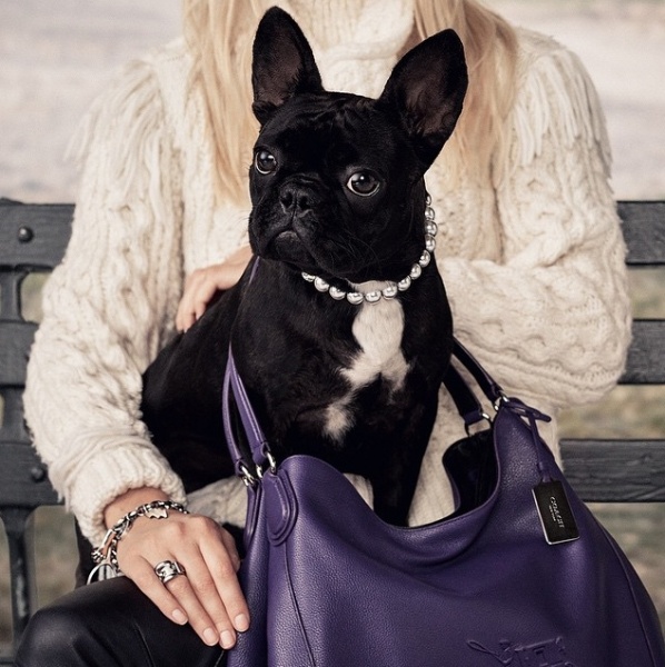 レディー・ガガの愛犬がCOACHの顔に（画像はinstagram.com/ladygagaより）