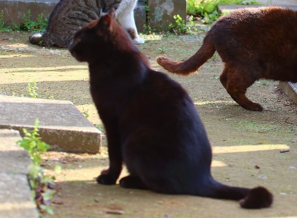 【海外発！Breaking News】“エイリアン”と呼ばれる猫のマチルダ。巨大な瞳は難病との闘い。