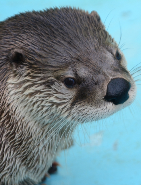 若林はカワウソ似？（画像はイメージです）