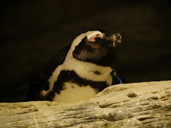 アフリカ南部に生息するアフリカンペンギン（画像はイメージです）