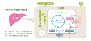 肝臓の3つの主要な代謝経路