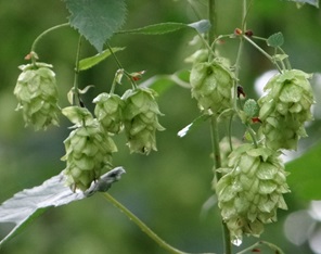 “ビールの魂”とも言われるホップ