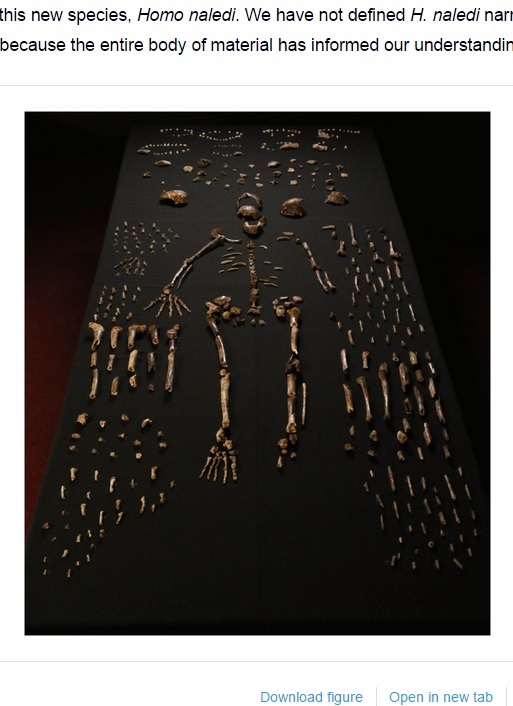 洞窟から発掘された「ホモ・ナレディ」の骨格（画像はelifesciences.orgのスクリーンショット）