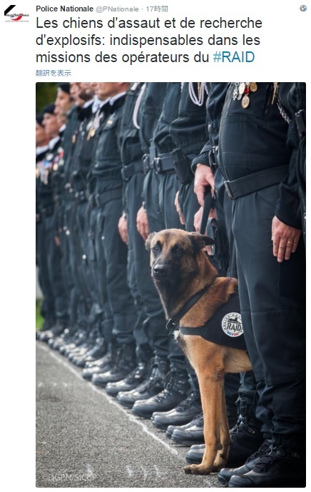 殉職した警察犬“ディーゼル”（画像はtwitter.com/PNationaleのスクリーンショット）