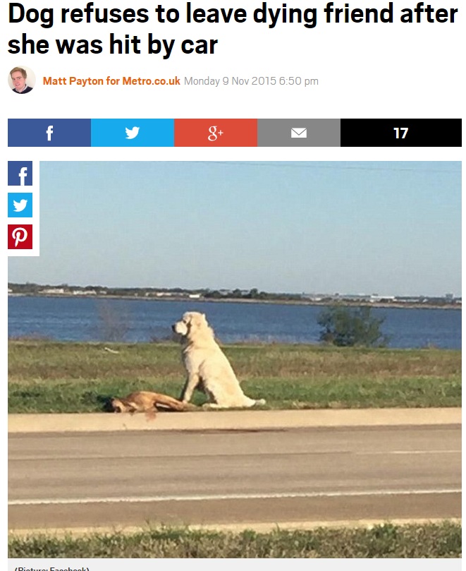 死んだ犬を守るかのように動かないグレート・ピレニーズ（画像はmetro.co.ukのスクリーンショット）