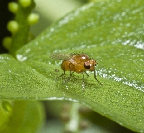 ハエによって媒介される「リーシュマニア症」（画像はイメージです）