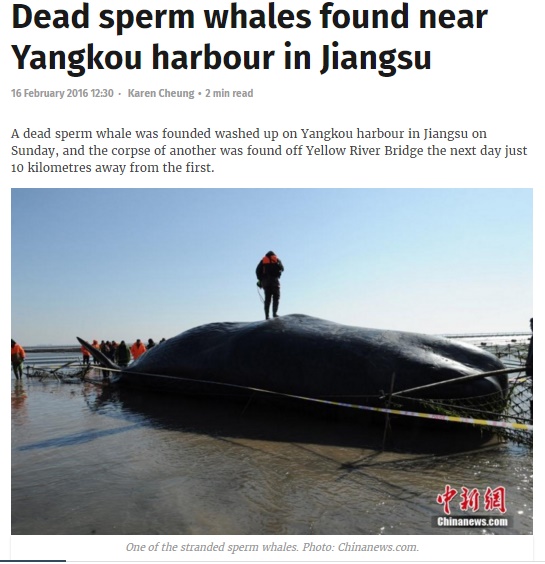 中国・江蘇省で巨大マッコウクジラ2頭相次いで座礁（出典：https://www.hongkongfp.com）