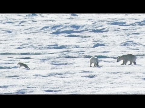 ホッキョクグマの子ども、大きなオスに襲われる（出典：https://www.youtube.com）