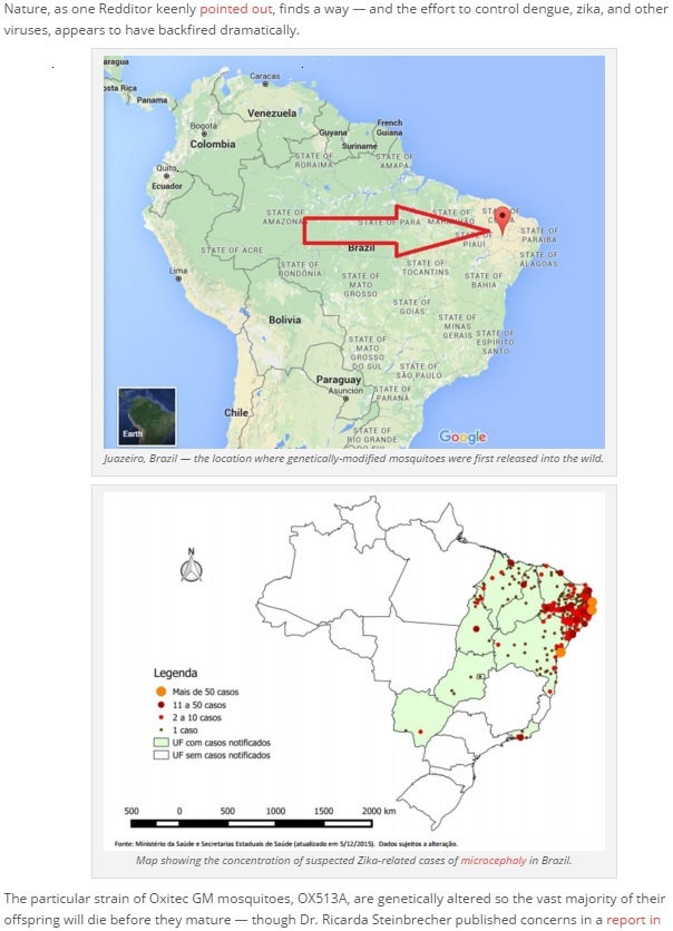 ジカ熱蔓延は遺伝子組み換え蚊が原因か？（http://theantimedia.org）