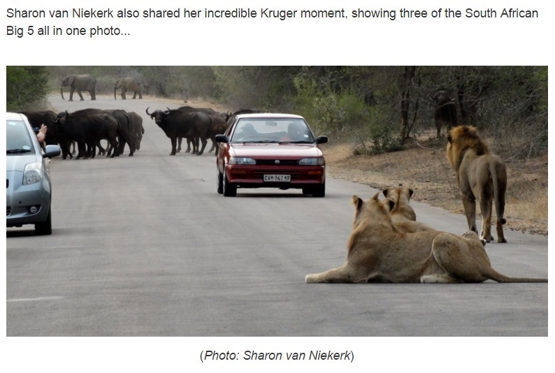 ライオン、バッファロー、ゾウが1枚の写真に（出典：http://traveller24.news24.com）