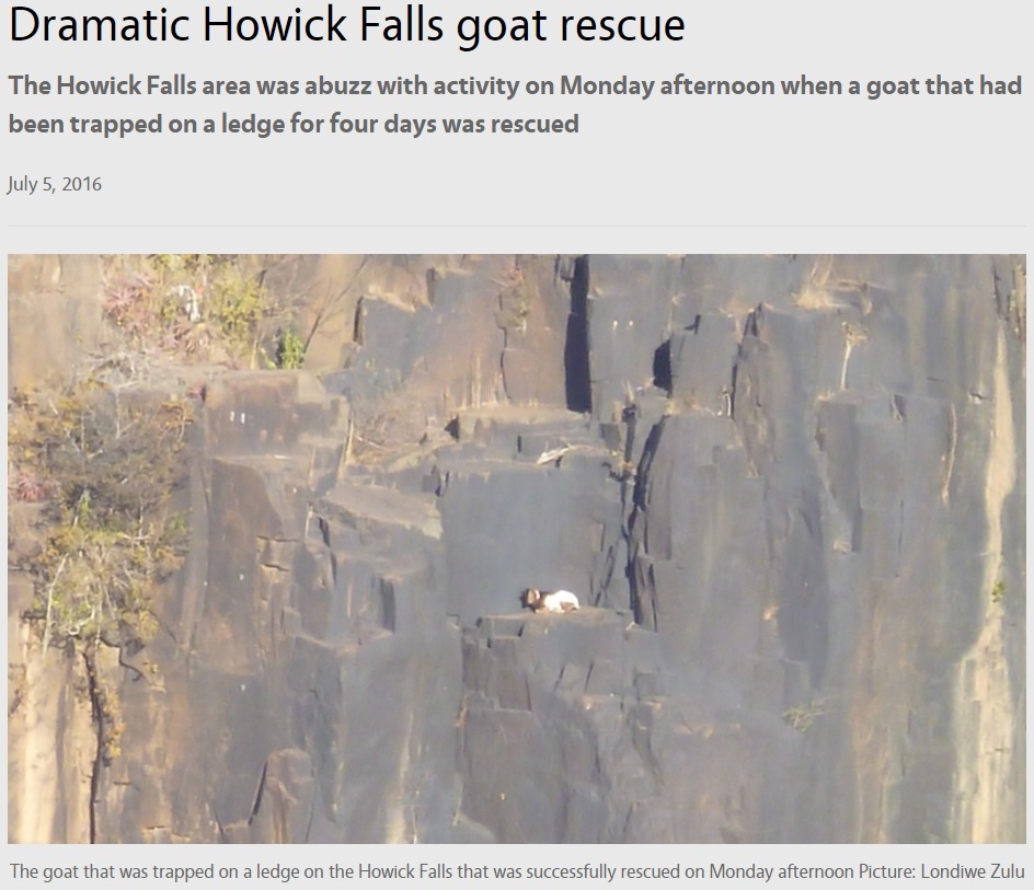 高さ90m超の断崖絶壁で身動きが取れなくなったヤギ（出典：http://maritzburgsun.co.za）