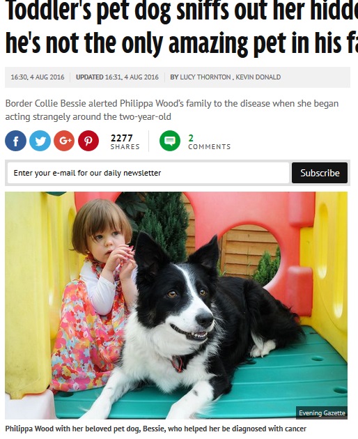 コリー犬が2歳女児の白血病を嗅ぎ分ける（出典：http://www.mirror.co.uk）
