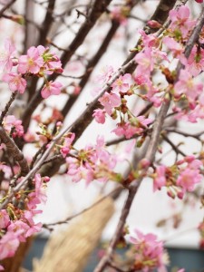 花見こたつ会場で咲いていた桜