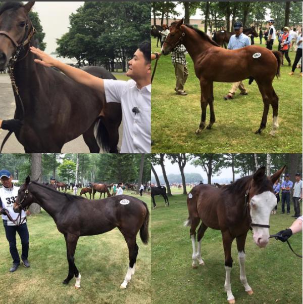 競馬のセレクトセールを見学するノブ（画像は『千鳥ノブ　2017年7月11日付Instagram「競馬のセレクトセールにお邪魔してます。」』のスクリーンショット）