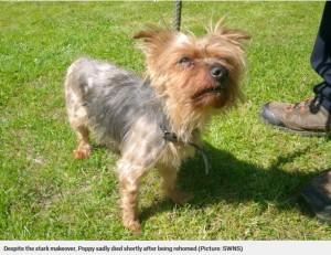 13年間、飼い主に飼育放棄された犬のグルーミング後の姿（画像は『Metro　2017年12月11日付「Yorkshire terrier covered in dreadlocks after going unbrushed for 13 years」（Picture: SWNS）』のスクリーンショット）