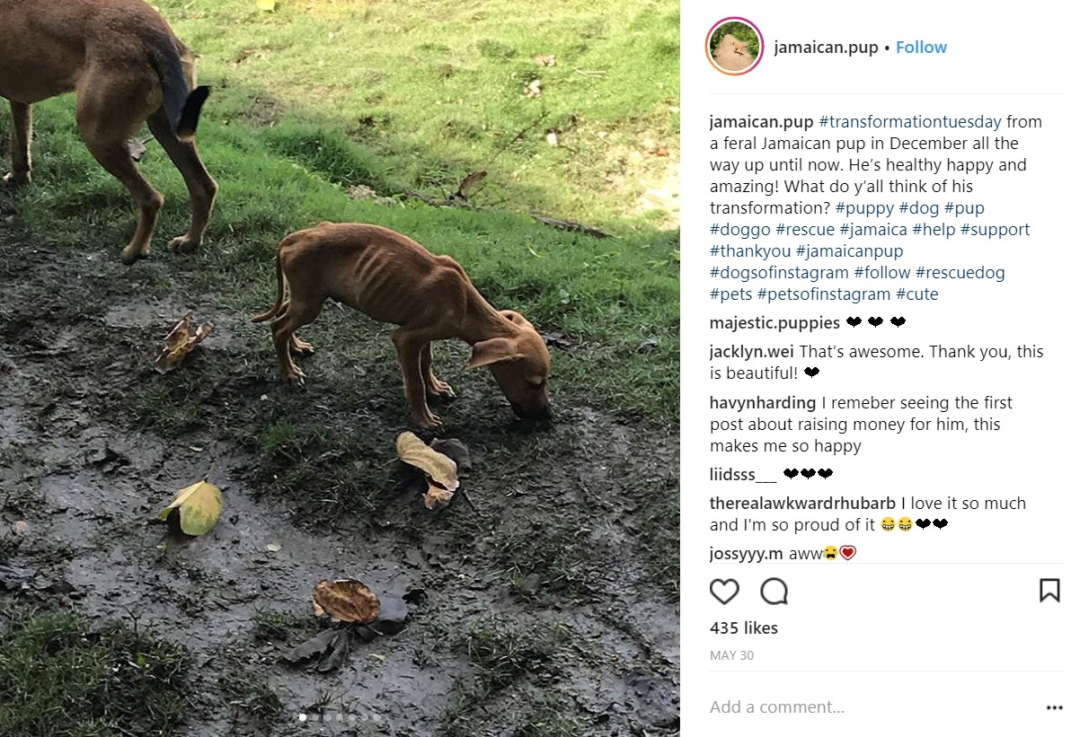 ジャマイカにいた餓死寸前の仔犬（画像は『Kingston　2018年5月30日付Instagram「＃transformationtuesday from a feral Jamaican pup in December all the way up until now.」』のスクリーンショット）