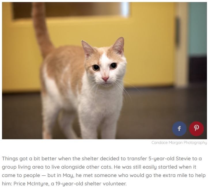 盲目のスティービー（画像は『The Dodo　2018年6月14日付「Teen Reads ‘Harry Potter’ To Blind Shelter Cat Every Day Until He Trusts Him」（Candace Morgan Photography）』のスクリーンショット）