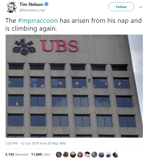 25階建てのビルを登るアライグマ（画像は『Tim Nelson　2018年6月12日付Twitter「The ＃mprraccoon has arisen from his nap and is climbing again.」』のスクリーンショット）
